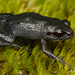 Kogelberg Moss Frog - Photo (c) Tyrone Ping, some rights reserved (CC BY-NC), uploaded by Tyrone Ping