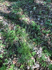 Poa autumnalis