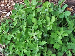 Chelidonium majus