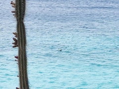 Phoenicopterus ruber