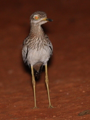 Burhinus