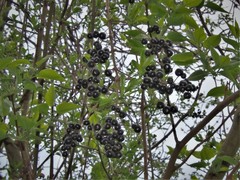 Ligustrum vulgare