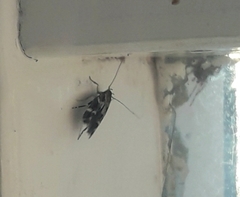 Mompha sturnipennella