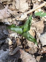 Trillium grandiflorum