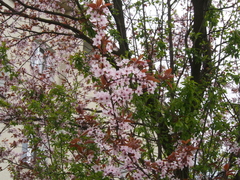 Amygdaloideae
