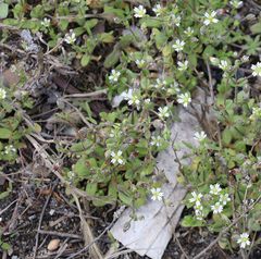 Cerastium subtetrandrum