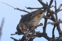 Crithagra reichenowi