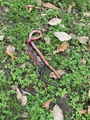 Erythrolamprus bizona