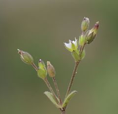 Cerastium subtetrandrum