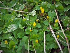 Ficaria verna
