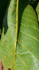 Chromaphis juglandicola
