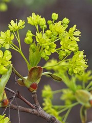 Acer platanoides