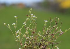 Cerastium subtetrandrum