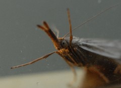 Chrysocrambus linetella