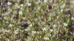 Cerastium subtetrandrum