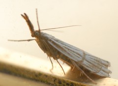 Chrysocrambus linetella