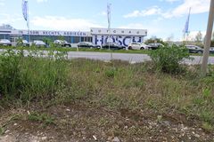 Cerastium subtetrandrum