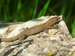 Algyroides moreoticus