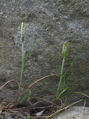 Alopecurus geniculatus