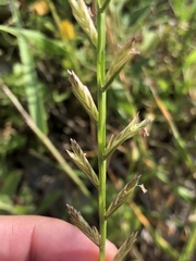 Lolium rigidum