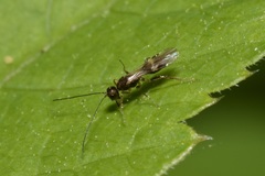 Dendrosoter protuberans