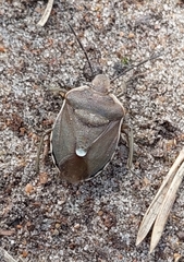 Chlorochroa pinicola