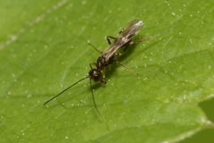 Dendrosoter protuberans