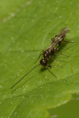 Dendrosoter protuberans