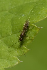 Dendrosoter protuberans