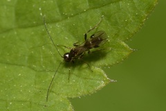 Dendrosoter protuberans