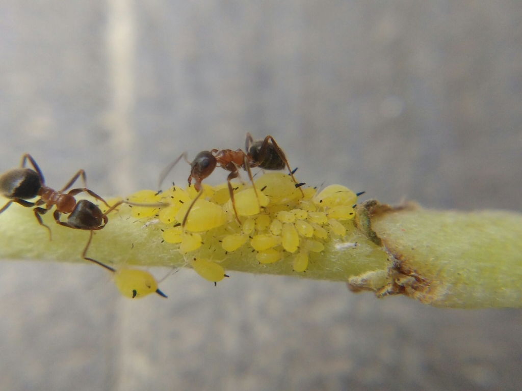 Aphis verbasci