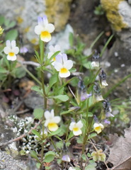 Viola hymettia