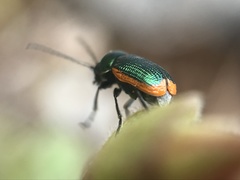 Cryptocephalus ramburii