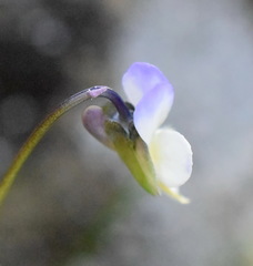Viola hymettia