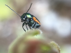 Cryptocephalus ramburii