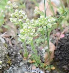 Alyssum minutum