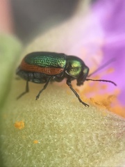 Cryptocephalus ramburii