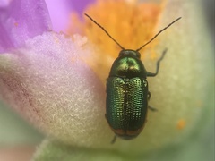Cryptocephalus ramburii