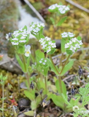 Valerianella turgida