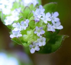 Valerianella turgida