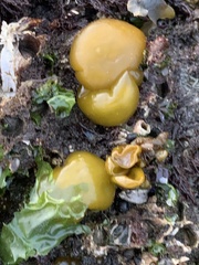 Halosaccion glandiforme