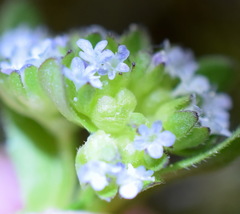 Valerianella turgida