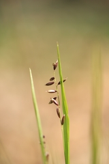 Melica nutans