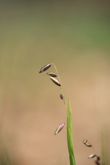 Melica nutans