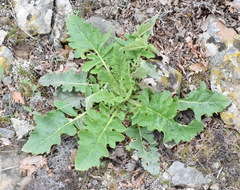 Verbascum banaticum