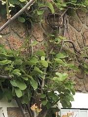 Actinidiaceae