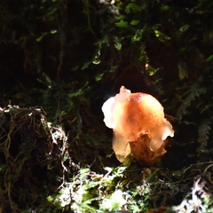 Calostoma