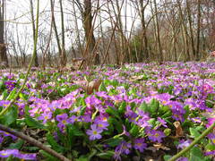Primula vulgaris rubra