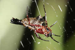 Micrathena stuebeli