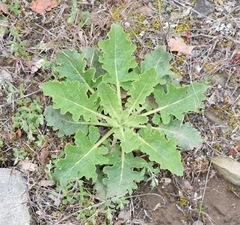 Verbascum banaticum